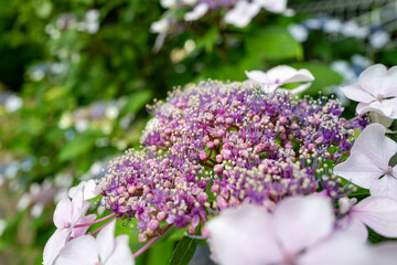 ガクアジサイの繊細な花火 — 初夏を告げるレースキャップ