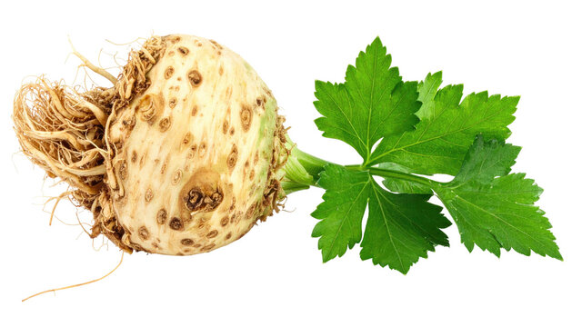 Close-up of a celery root with a celery leaf.  The root is pale beige, bumpy, and has a fibrous root system.  The leaf is vibrant green, large, and displays a characteristic celery leaf shape