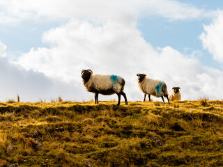Sheep stand on top of a hill looking at camera with fluffy white clouds above. 