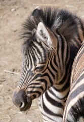 Fototapeta premium zebra close up