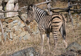 zebra in the zoo