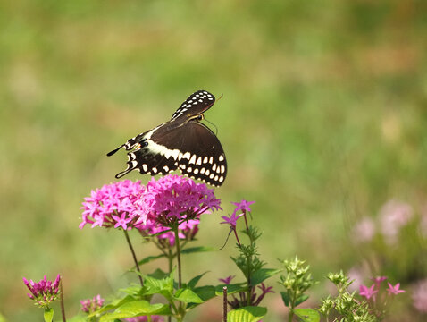 Black swallowtail papilio palamedes butterfly pollenating on colorful fuchsia flower. 