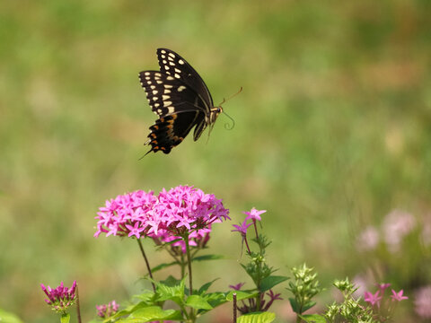 Black swallowtail papilio palamedes butterfly pollenating on colorful fuchsia flower. 