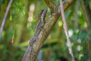 Basilisk Lizard