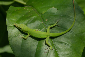 Green Anole