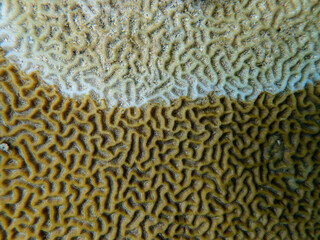 Symmetrical Brain Coral Pseudodiploria strigosa with Stony Coral Tissue Loss Disease on Vieques,...