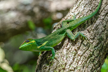 Cuban Knight Anole
