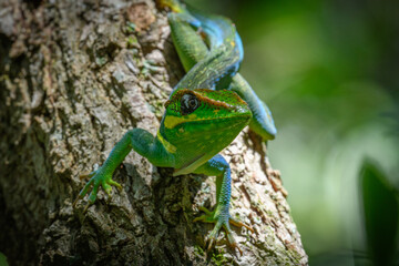 Cuban Knight Anole