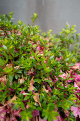 枯れゆくツツジの花と新芽 &mdash; 季節の移ろい