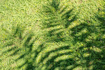 Shadows of palm fronds cast on green grass during midday sun in a serene garden setting