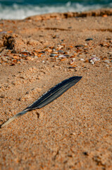 Dark Feather Resting on Golden Beach Sand near the Sea