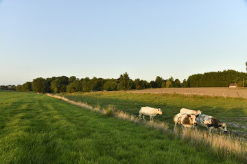 Fototapeta premium Petit troupeaux de vaches laitières sous la lumière du coucher de soleil dans une prairie à Écaussinnes d'Enghien (Soignies)
