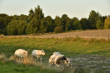 Obraz premium Petit troupeaux de vaches laitières sous la lumière du coucher de soleil dans une prairie à Écaussinnes d'Enghien (Soignies)