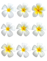 Nine plumeria flowers, white with yellow centers, displayed in a grid.  Each flower is in sharp focus against a black background