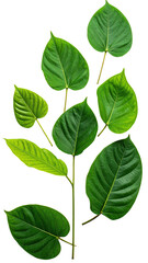 Close-up of a vibrant green plant stem with multiple leaves