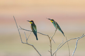 Arıkuşu » European Bee-eater » Merops apiaster