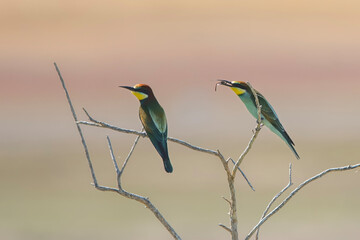 Arıkuşu » European Bee-eater » Merops apiaster