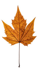 Isolated autumn leaf, vibrant orange-brown hue