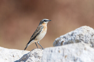 Boz kuyrukkakan » Isabelline Wheatear » Oenanthe isabellina
