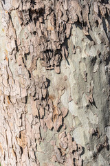 Detailed view of tree bark displaying varied textures and earthy tones, emphasizing natural beauty. 