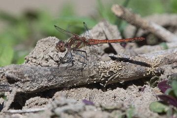 grasshopper on the ground