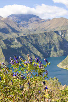 Cotacachi, Ecuador - August 5, 2025: Iso plant, or Dalea coerulea. With the Cotacachi Volcano in the background, covered by clouds at its summit, and with the Cuicocha Lagoon at its feet.
