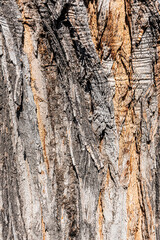 Detailed view of tree bark displaying varied textures and earthy tones, emphasizing natural beauty. 