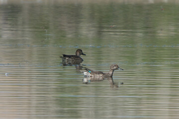 Çamurcun » Eurasian Teal » Anas crecca