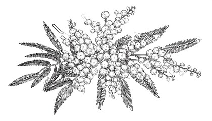 Elegant Mimosa Branch Illustration in Black and White Vector Art