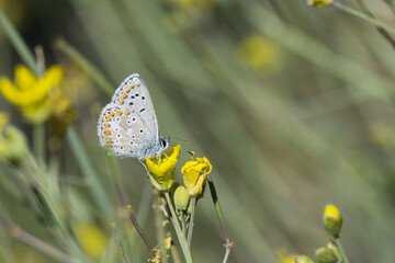 Lycaenidae / Çokgözlü Balkan Mavisi / Blue Argus / Polyommatus anteros