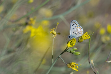Lycaenidae / Çokgözlü Balkan Mavisi / Blue Argus / Polyommatus anteros
