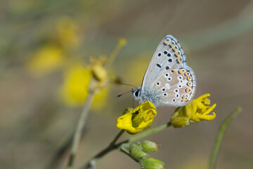 Lycaenidae / Çokgözlü Balkan Mavisi / Blue Argus / Polyommatus anteros