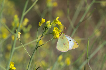 Pieridae / Sarı Azamet / Clouded Yellow / Colias crocea