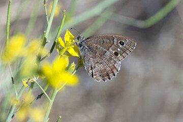 Ağaç Karameleği » Hipparchia statilinus » Tree Grayling