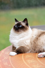 portrait d'un gros chat siamois sur une table