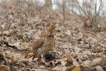 ruffed grouse on the forest floor in early spring