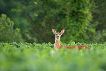 doe belly deep in soybeans