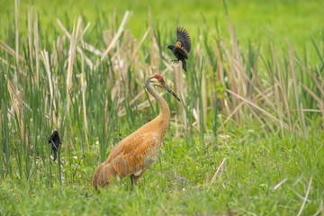 sandhill crane being attacked by red winged blackbirds