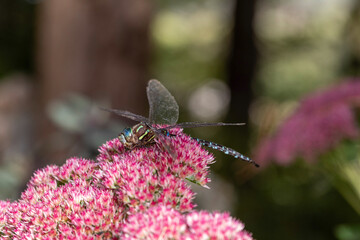 shadow darner on pink sedum flower