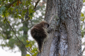 porcupine climbing a tree