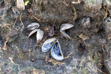 zebra mussel shells on a large river rock