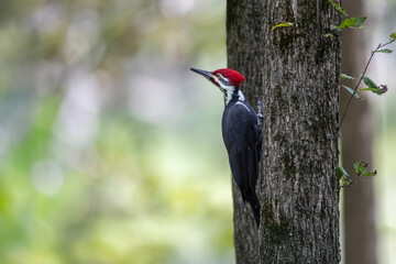 male pileated woodpecker on tree