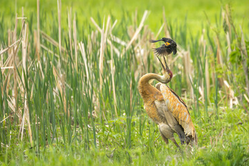 sandhill crane defending itself against aggressive red winged blackbird