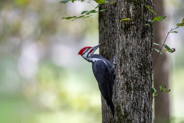 male pileated woodpecker pecking on tree trunk
