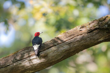 red headed woodpecker with fall background