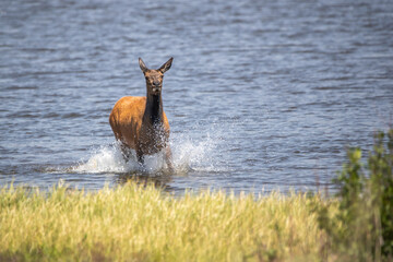 cow elk running through water