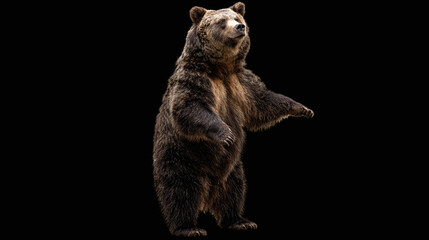 grizzly bear standing on two legs, isolated background.