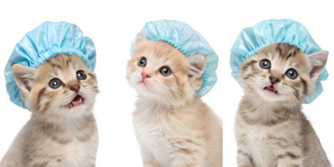 Adorable kittens wearing blue shower caps isolated on transparent background