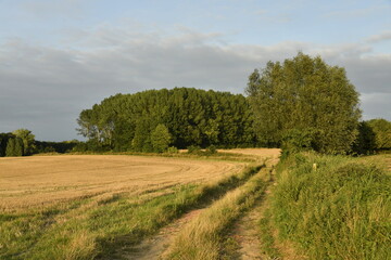Chemin longeant un petit talus et les champs en fin de journée à Écaussinnes-d'Enghien (Soignies)