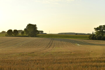 Fototapeta premium Lignes dans un champ après récolte sous le coucher de soleil à Écaussinnes-d'Enghien (Soignies) 